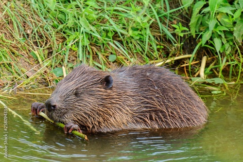  Beaver in a stream. Food is the bark of trees. Side view,  closeup. 