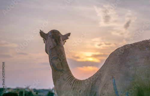 Camel in Danakil in Etiopian