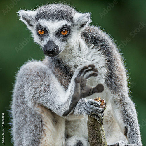 Ring-tailed Madagascar lemur warming up at sun