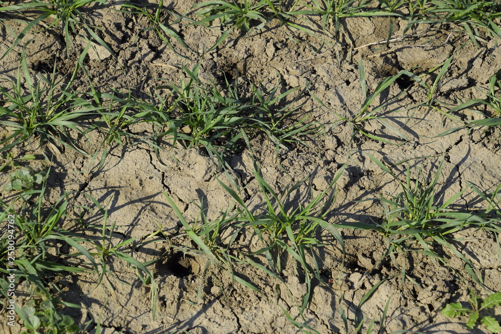 The field of winter wheat, making root dressing seedlings The field of winter wheat, making root dressing seedlings