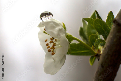 evening primrose, spring blossom