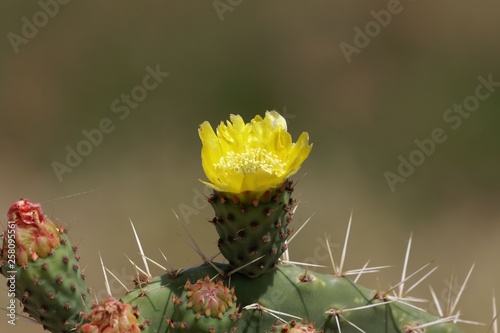 Flower of a prickly pear, Opuntia ficus-indica. © ChrWeiss