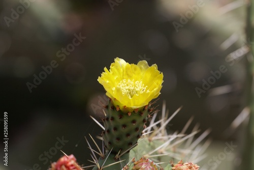 Flower of a prickly pear, Opuntia ficus-indica. © ChrWeiss