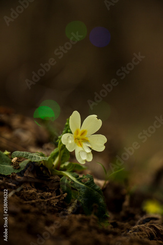 evening primrose, spring blossom