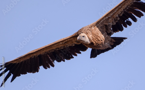 Vulture in simien mountain photo