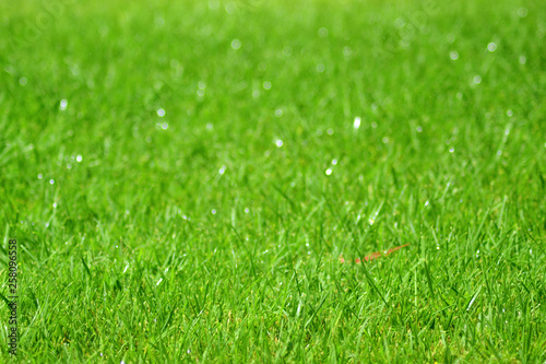 Wallpaper Mural background of green grass Torontodigital.ca