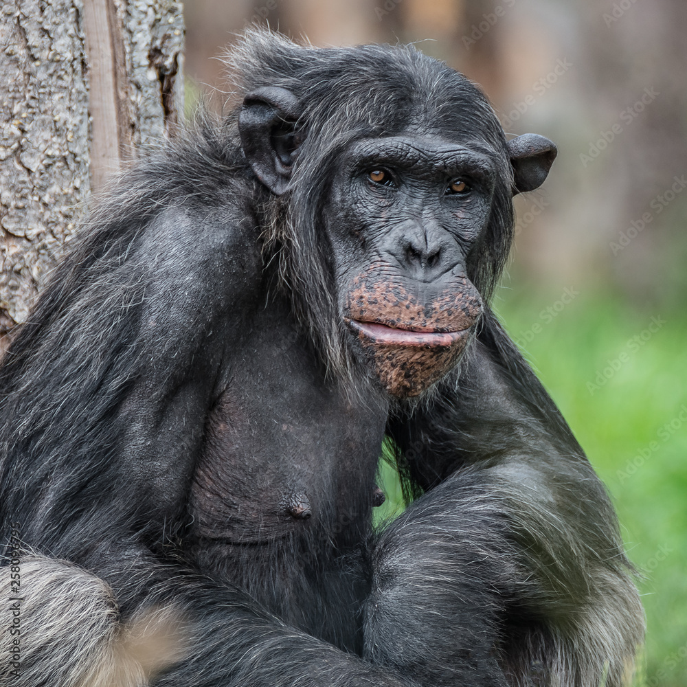Portrait of curious wondered Chimpanzee standing at full size in grass Portrait of curious wondered Chimpanzee standing at full size in grass