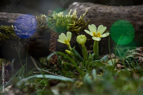 evening primrose, spring blossom