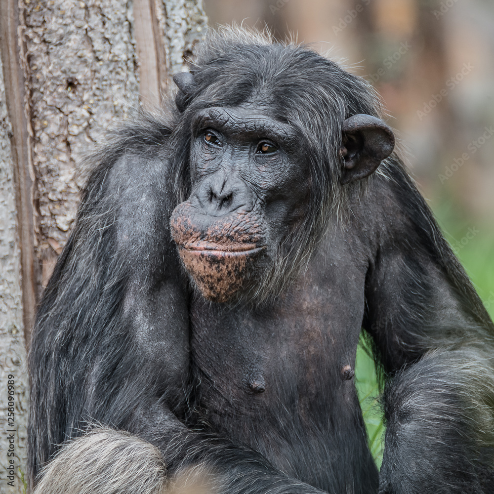 Portrait of curious wondered Chimpanzee standing at full size in grass Portrait of curious wondered Chimpanzee standing at full size in grass
