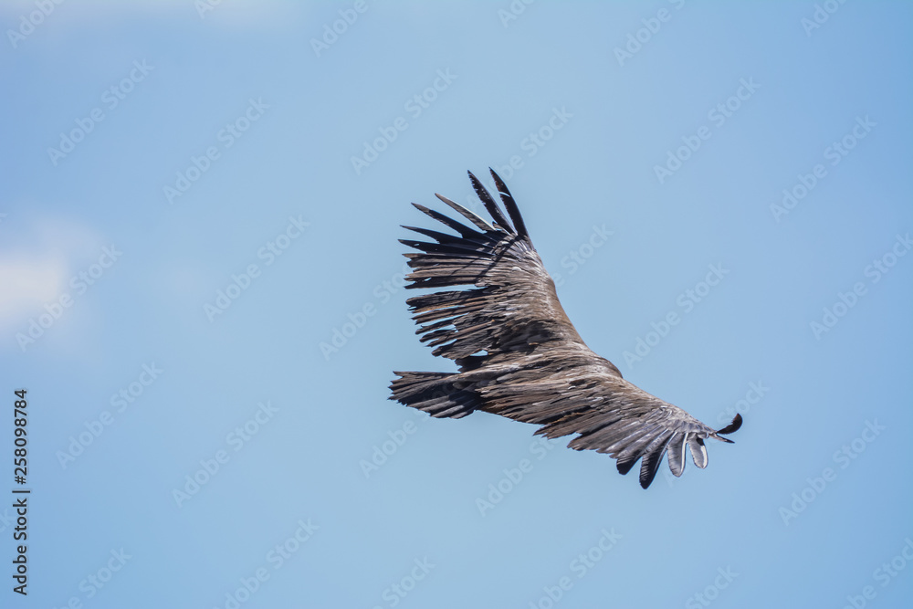 Obraz premium Vulture in simien mountain