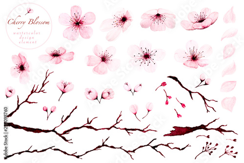 Set of watercolor design elements, Cherry blossom branches hand painted. photo