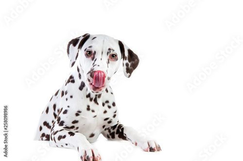 Dalmatian sitting, looking aside, isolated on white