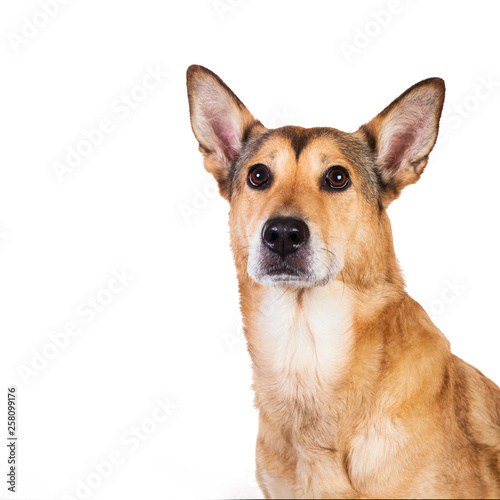 Red hair dog sitting, looking at the camera, isolated on white