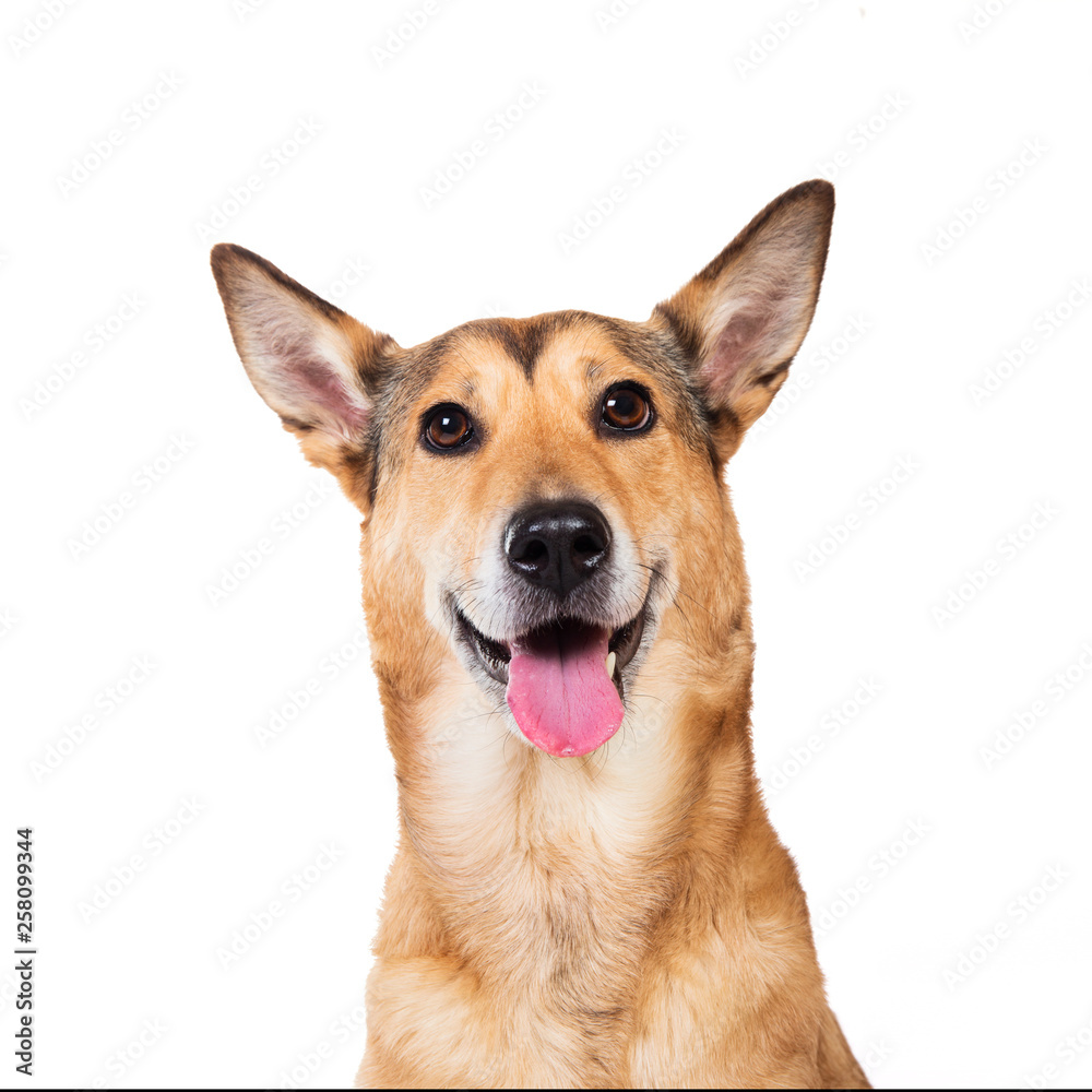 Red hair dog sitting, looking at the camera, isolated on white Red hair dog sitting, looking at the camera, isolated on white