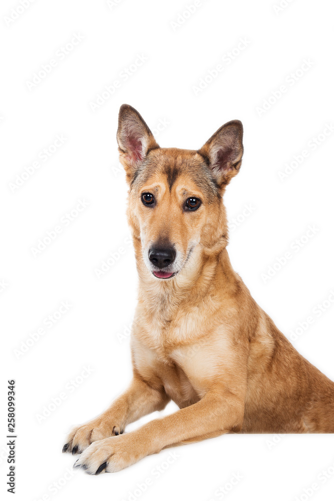 Red hair dog sitting, looking at the camera, isolated on white