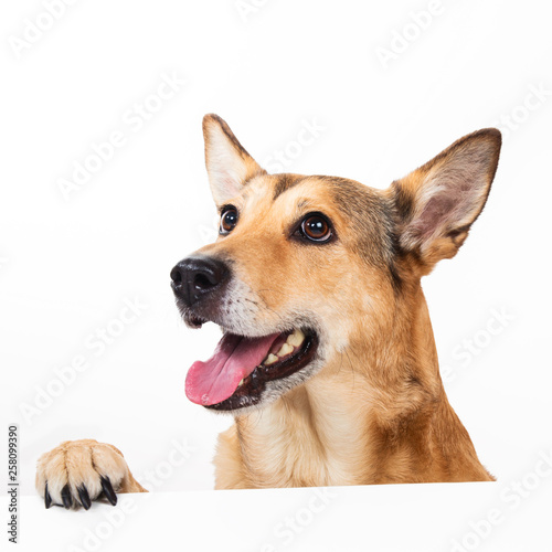 Red hair dog sitting, looking at the camera, isolated on white © Alexandr