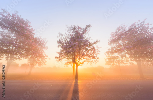 Pink trumpet tree row with Mist in sunrise time / Pink trumpet with sunrise © rukawajung