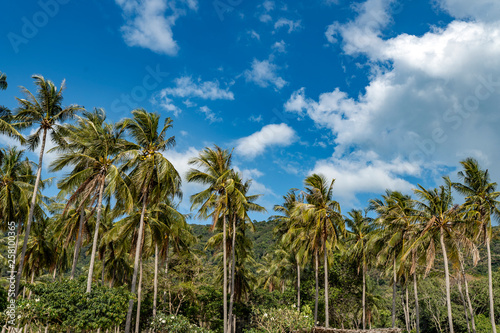 Palmen im Sonnenschein, Urlaub © formgefuege