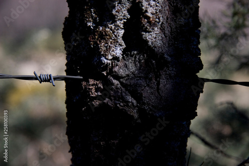 Forest - Las Alpujarras