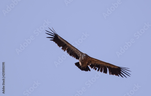 Air vulture in Simien mountain
