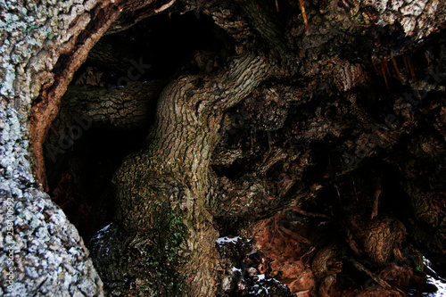 Forest - Las Alpujarras