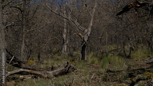 Forest - Las Alpujarras