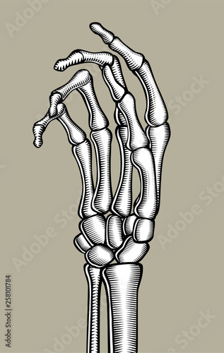 Skeleton hand vintage drawing
