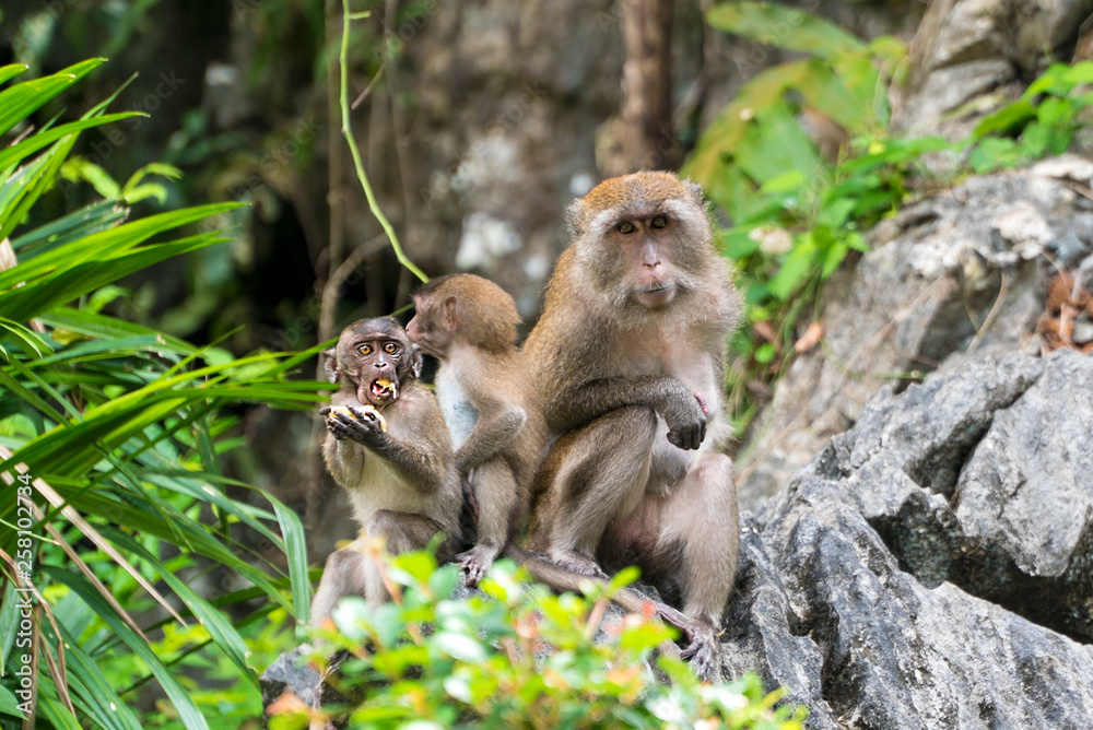Adorable little monkey with a full mouth of food sitting on a rock with his family in Phang Nga, Thailand, Asia  