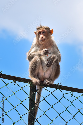 Monkey