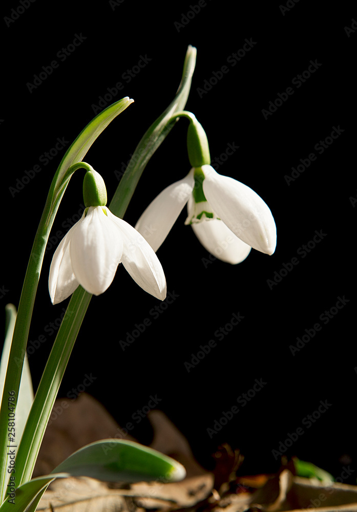 Spring flowers in the forest. Snowdrop flower. Spring flowers in the forest. Snowdrop flower.