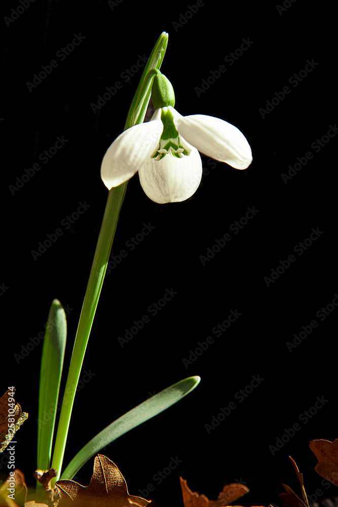 Spring flowers in the forest. Snowdrop flower. Spring flowers in the forest. Snowdrop flower.