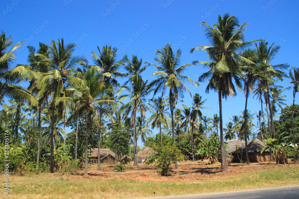 A large plantation of coconut palms and huts on the shores of the Indian Ocean, Malindi. Kenya