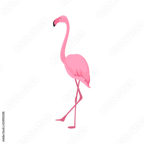 Pink flamingo stands on thin legs on a white background. Tropical design