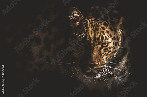 Tableau sur toile leopard