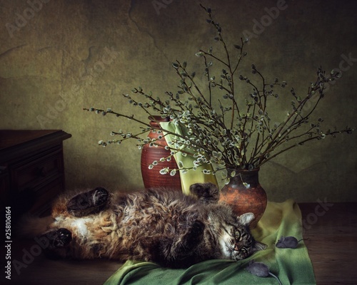 Still life with willow branches and cat photo