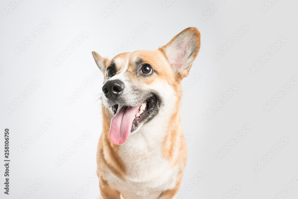 Welsh Corgi Pembroke dog sticking out tongue over white