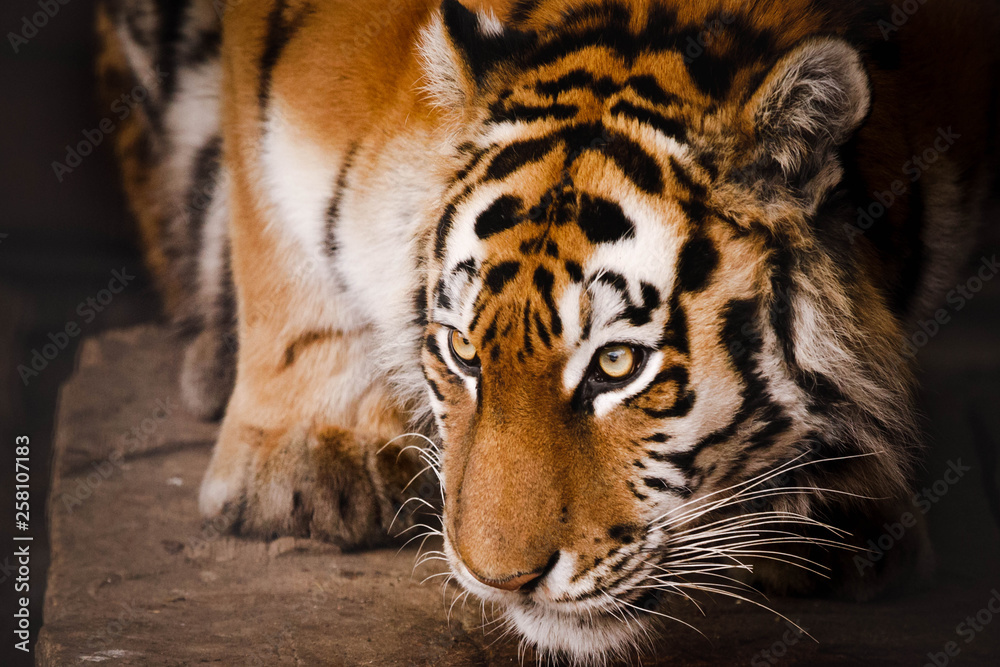 Fototapeta premium Tygrys