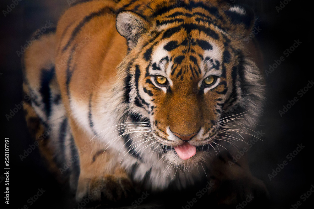 Fototapeta premium Tygrys