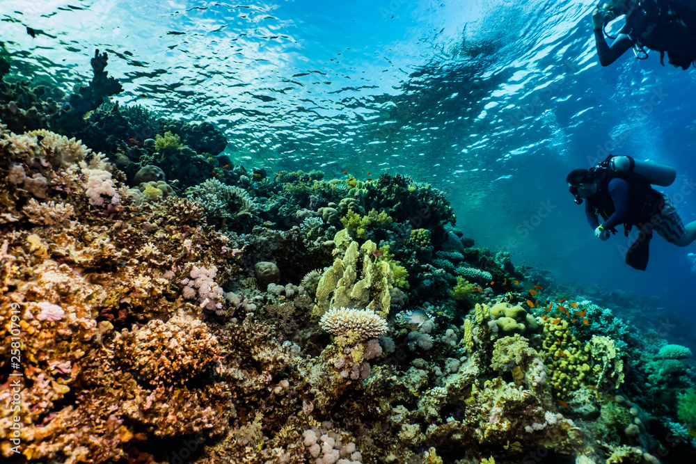 Naklejka premium Coral reefs and water plants in the Red Sea, Eilat Israel