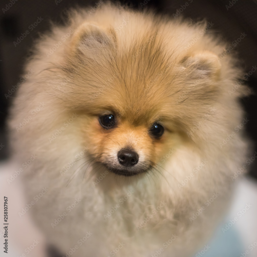 Fluffy funny Pomeranian Spitz dog puppy close up
