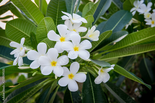 white frangipani flowers spring in garden