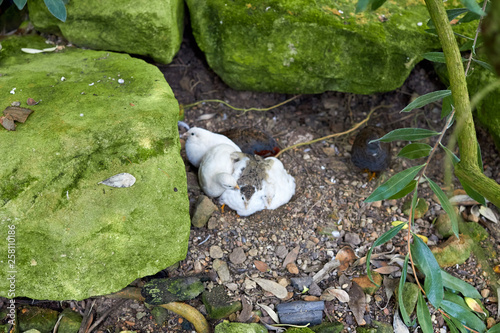 Partridge living in the garden. Partridges walk on the grass among nature. Small partridge birds make a nest for birds. Birds living in the garden.