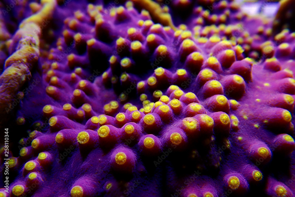 Underwater macro shot on yellow polyps from purple Turbinaria coral Underwater macro shot on yellow polyps from purple Turbinaria coral