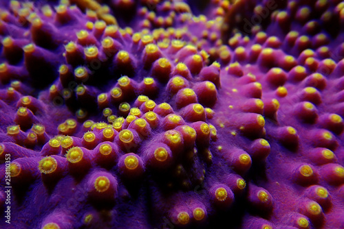 Fototapeta Naklejka Na Ścianę i Meble -  Underwater macro shot on yellow polyps from purple Turbinaria coral