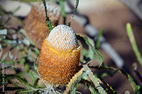 Unusual white and orange inflorescence of the Acorn Banksia  Banksia prionotes  family Proteaceae. Native to west coast of Western Australia.  Flowers open bottom to top resulting in acorn likeness