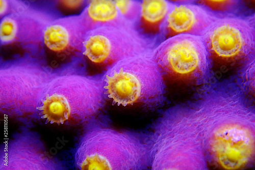 Underwater macro shot on yellow polyps from purple Turbinaria coral photo