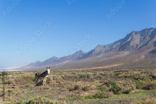 Donkey at Cofete beach, Fuerteventura, Spain photo