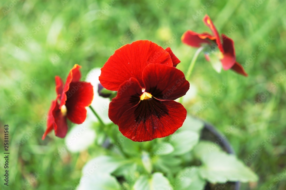 flower, pansy, purple, nature, garden, plant, yellow, spring, violet, petal, flowers, macro, blue, bloom, summer, blossom, flora, floral, pink, viola, white, green flower, pansy, purple, nature, garden, plant, yellow, spring, violet, petal, flowers, macro, blue, bloom, summer, blossom, flora, floral, pink, viola, white, green