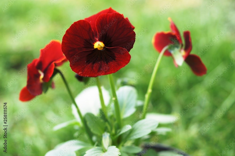 flower, pansy, purple, nature, garden, plant, yellow, spring, violet, petal, flowers, macro, blue, bloom, summer, blossom, flora, floral, pink, viola, white, green flower, pansy, purple, nature, garden, plant, yellow, spring, violet, petal, flowers, macro, blue, bloom, summer, blossom, flora, floral, pink, viola, white, green