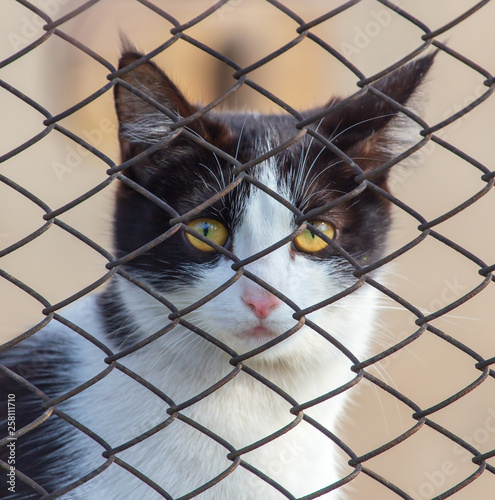Portrait of a cat behind a metal fence